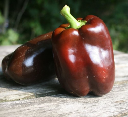 Bell Pepper Chocolate 